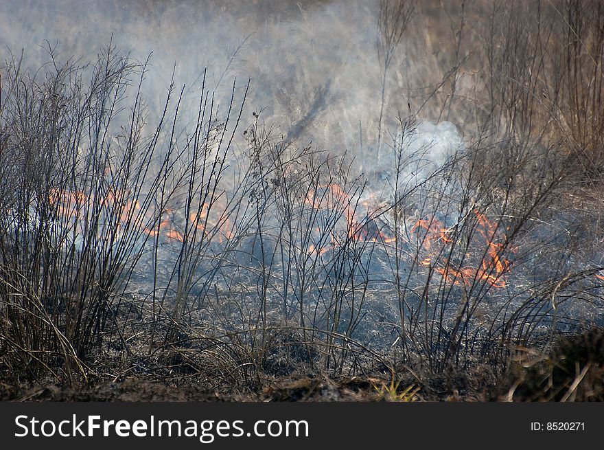 Fire in the bush. Near Kiev,Ukraine. Fire in the bush. Near Kiev,Ukraine