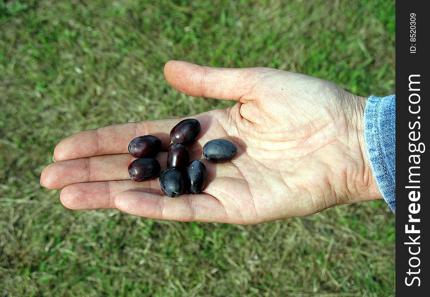 Olives in a woman hand