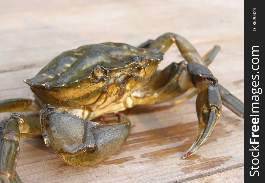 Green sad crab becomes tanned on a wooden box