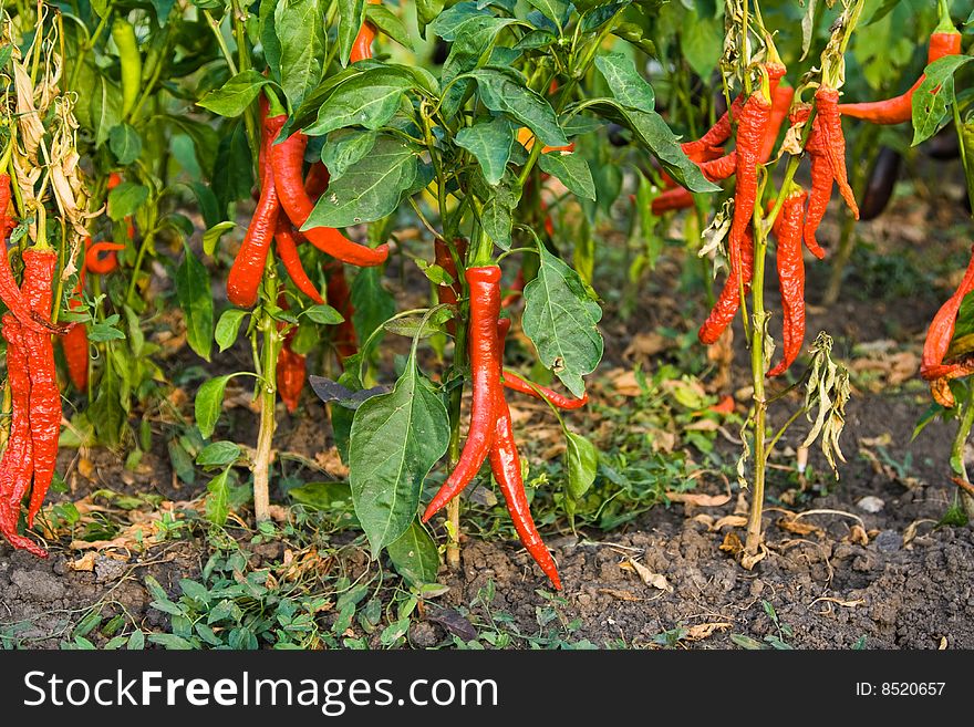 Red chili pepper in the garden