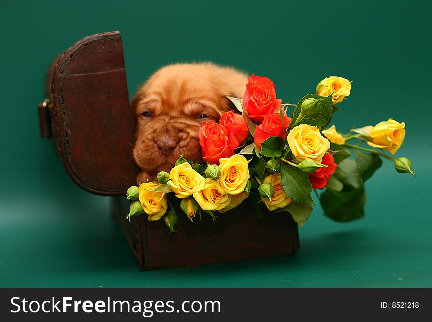 A puppy with a flowers is in a trunk. A pup on a green background.