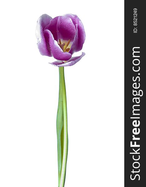 Spring gentle fresh damp violet bud of tulip isolated on white. Spring gentle fresh damp violet bud of tulip isolated on white