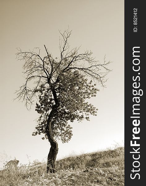 Lonely tree. Landscapes of Cappadocia, Turkey. Monochrome sepia toned version