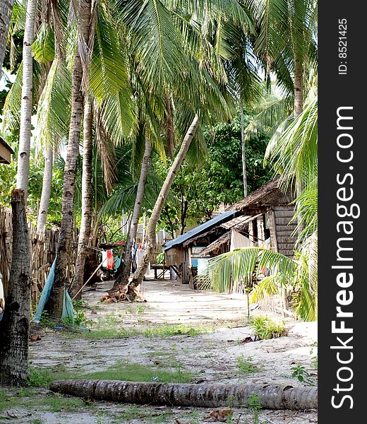 Coconut trees in Philippines