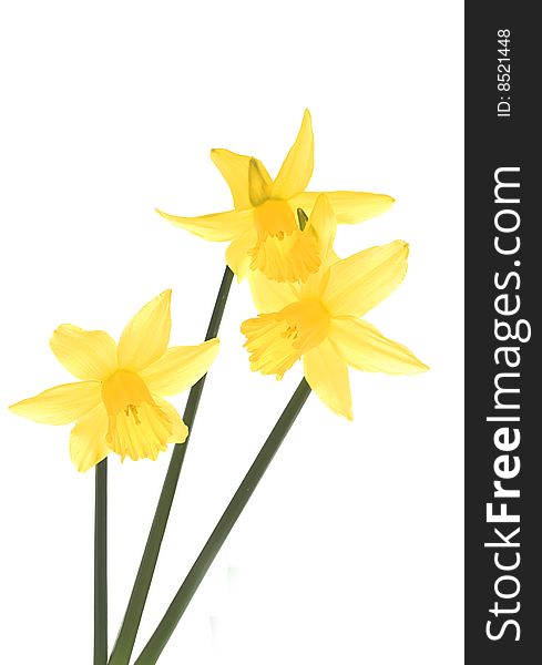 Delicate Daffodils.
