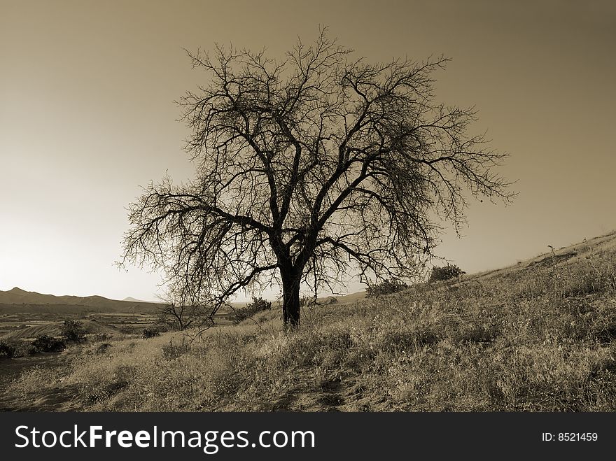 Lonely tree. Landscapes of Cappadocia, Turkey. Monochrome sepia toned version
