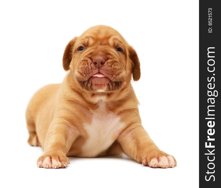 Pup of breed Mastiff from Bordeaux on a white background. Pup of breed Mastiff from Bordeaux on a white background.