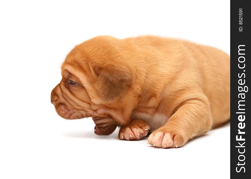 Puppy On A White Background.