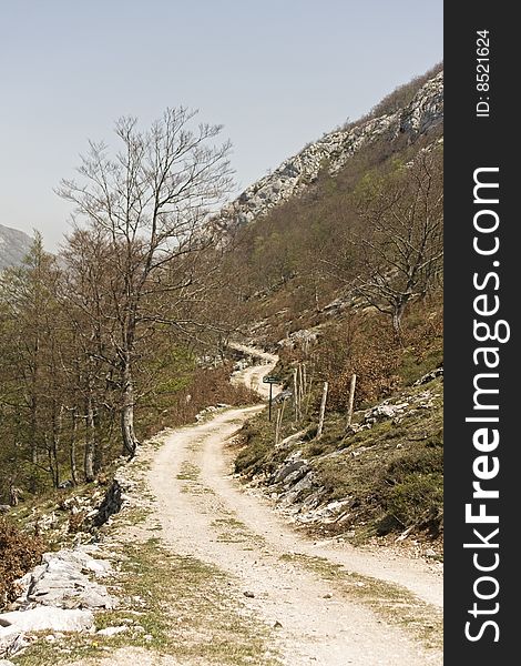 Road vanishing to the horizon at a forest