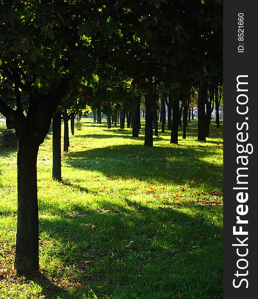 Early autumn in park, trees and shadows, green grass, midday