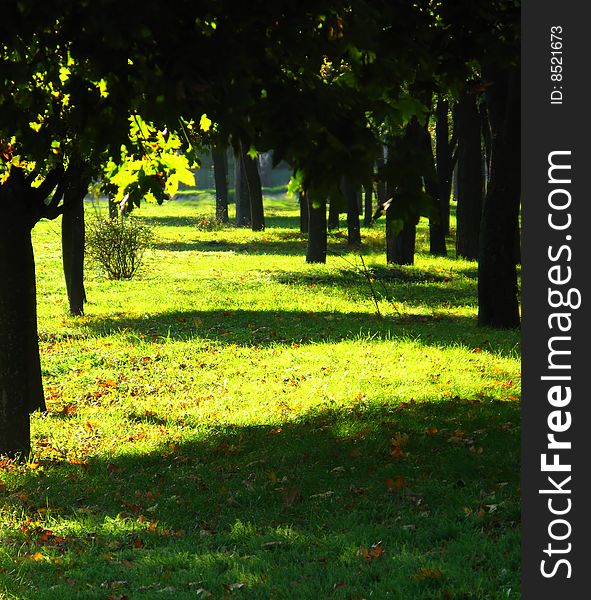 Early autumn in park, trees and shadows,  green grass, midday