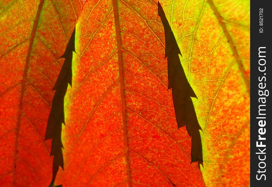 Red autumn foliage covered by  sun on  green background
