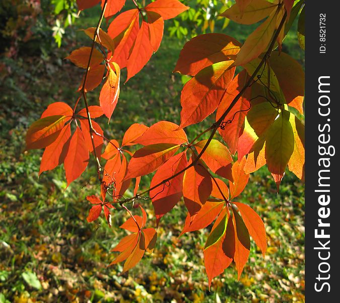 Red autumn foliage covered by  sun on  green background