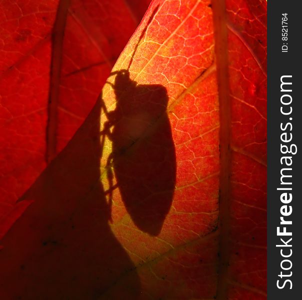 Shadow from an insect on autumn foliage of red color in park