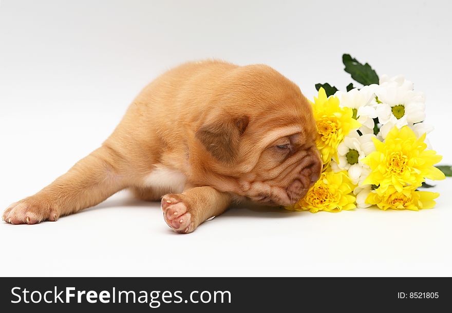 Pup With Flowers.