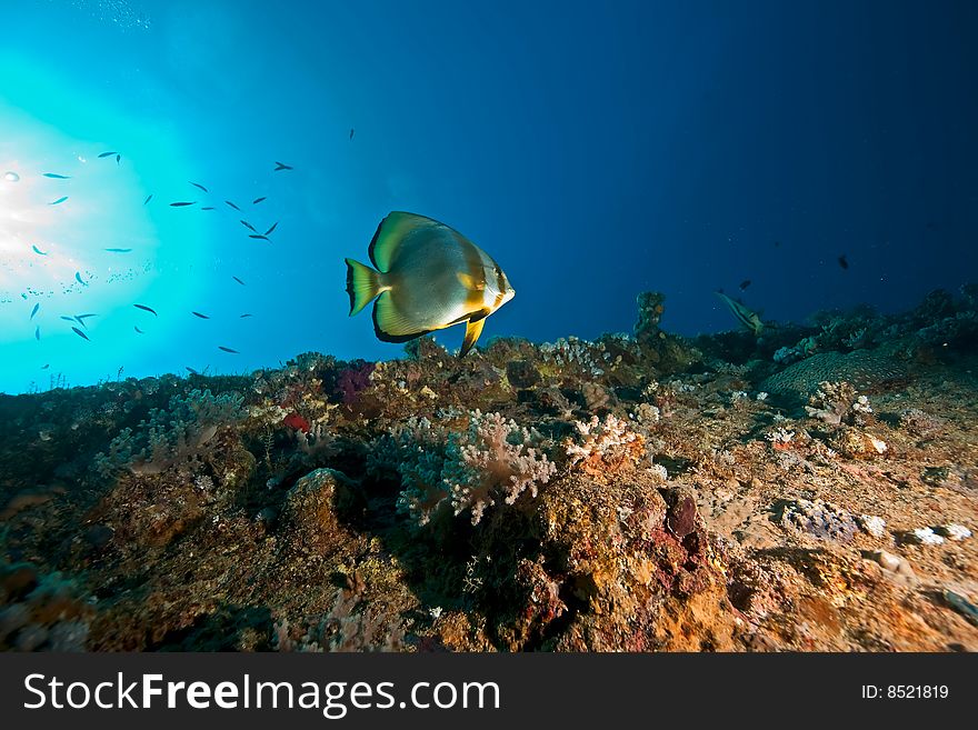 Wreck Dunraven 1876 taken in the red sea.