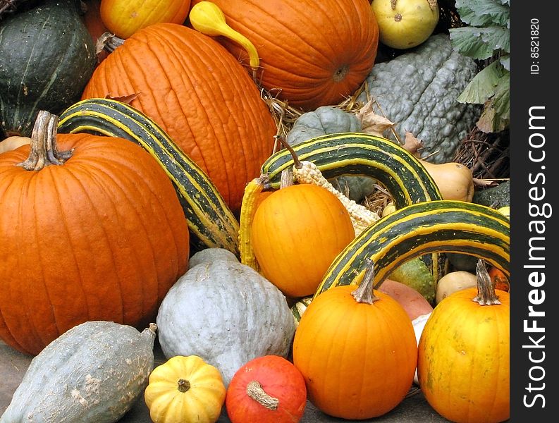 Pumpkins, squash, and gourds piled after harvest