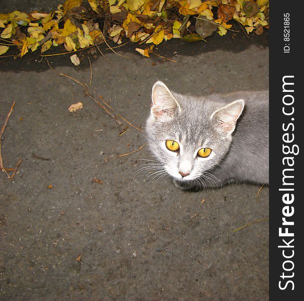 Domestic kitten of grey color with yellow eyes in natural conditions. Domestic kitten of grey color with yellow eyes in natural conditions