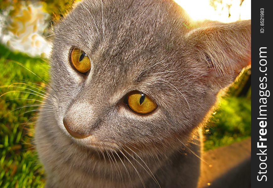 Domestic kitten of grey color with yellow eyes in natural conditions. Domestic kitten of grey color with yellow eyes in natural conditions