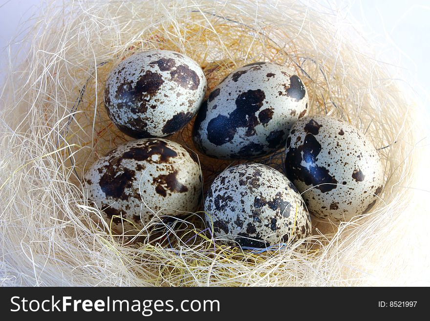 Quail Eggs In Nest