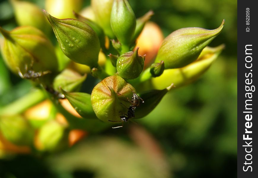 This is an ant on the plant.