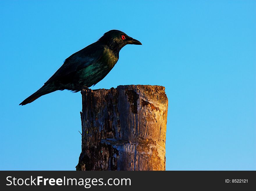 Bird resting in a branch by the sea. Bird resting in a branch by the sea.