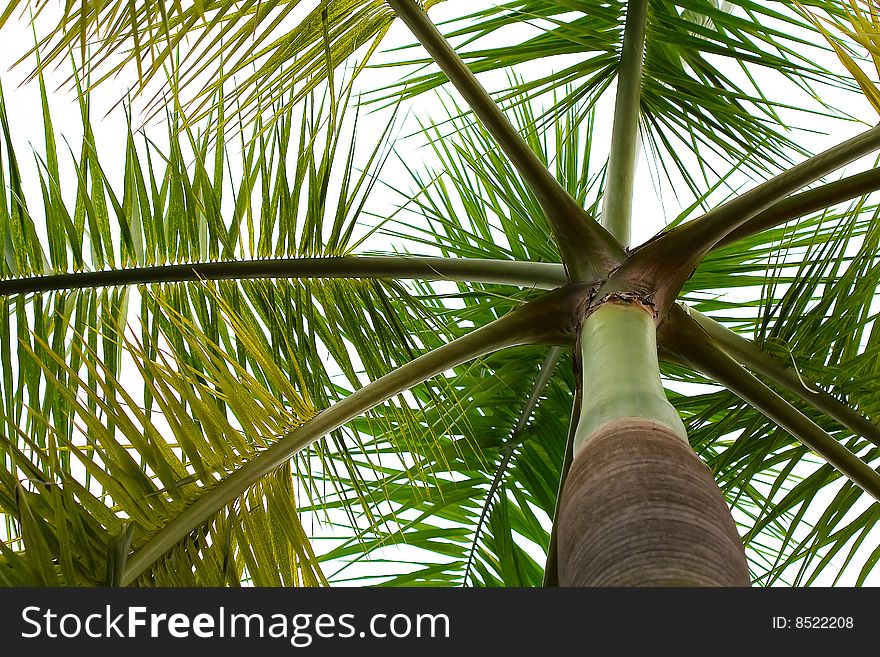 Palm tree photographed from below. Palm tree photographed from below.