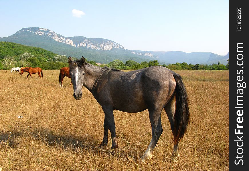 Herd of horses on  pasture on  background of mountain district,  sunny day