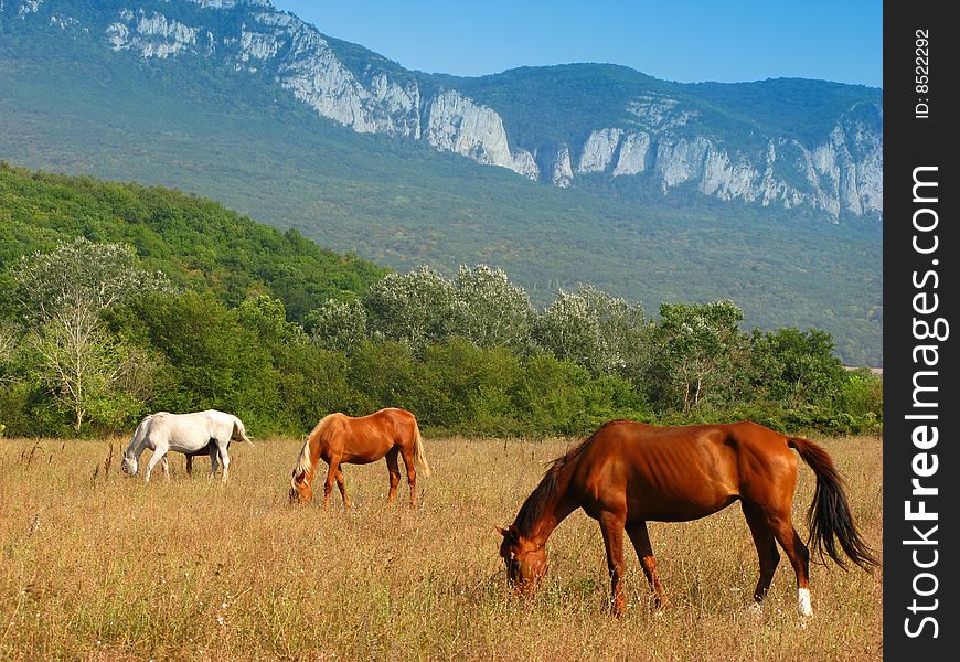 Herd of horses on  pasture on  background of mountain district,  sunny day