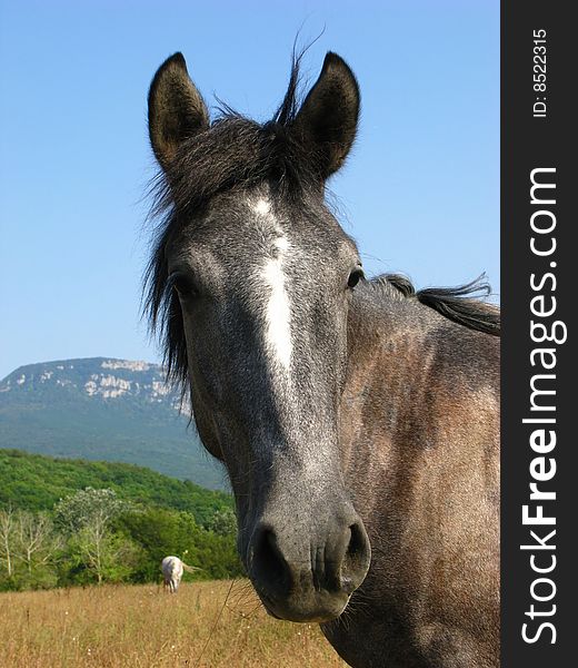 Herd of horses on  pasture on  background of mountain district,  sunny day