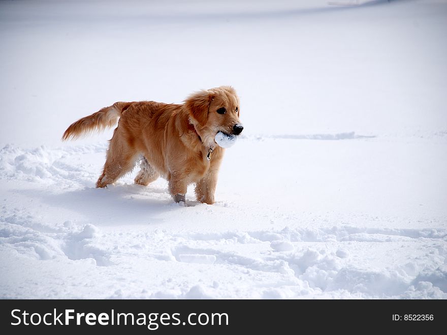 A young golden retriever playing in the snow.