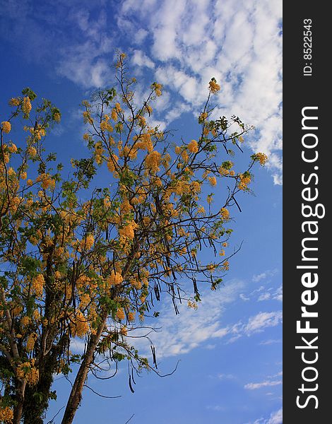 A tree with yellow flowers at spring season. A tree with yellow flowers at spring season