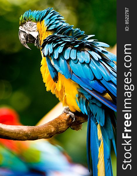 A beautifuly coloured Macaw parrot. A beautifuly coloured Macaw parrot