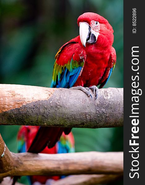 A beautifuly coloured Macaw parrot. A beautifuly coloured Macaw parrot