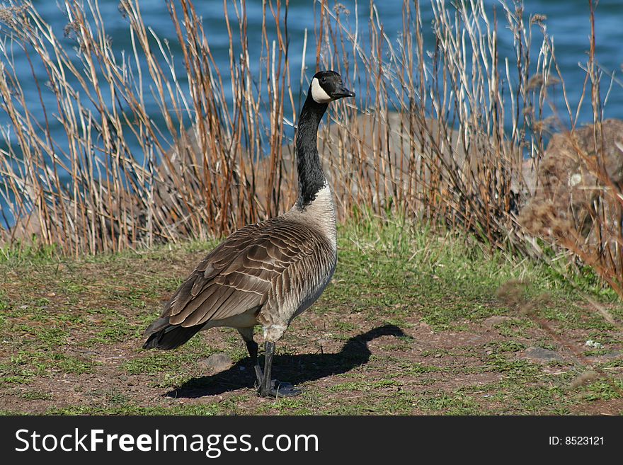 A Canada goose walking near a boating dock along Lake Superior in Two Harbors, MN.