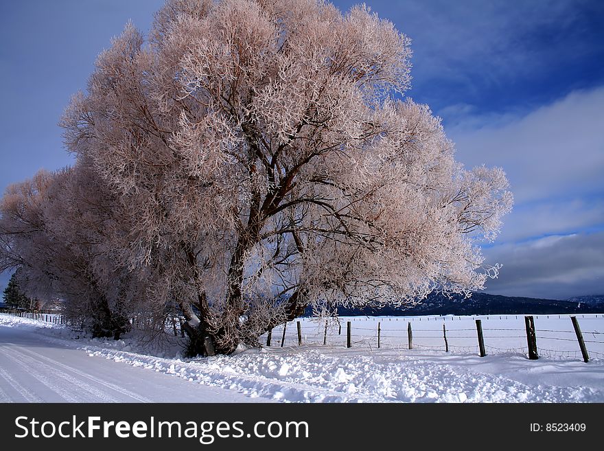 Winter morning featuring snow and hoar frost in central Idaho. Winter morning featuring snow and hoar frost in central Idaho