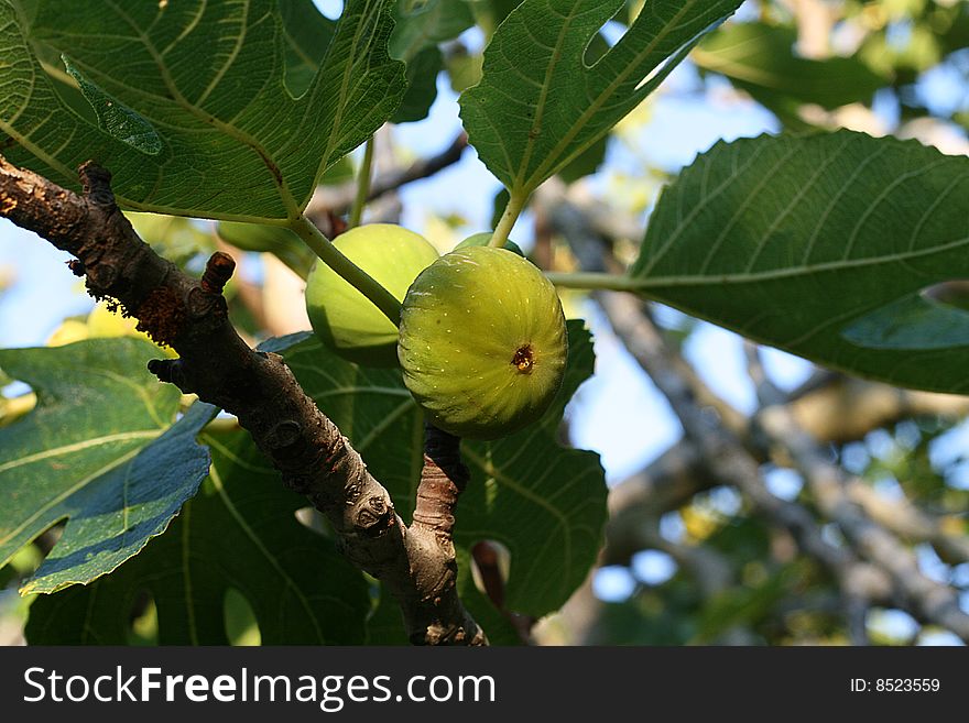 Two ripe figs on the tree