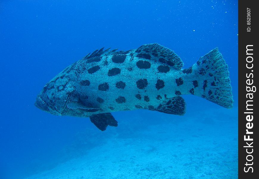 Picture was taken while diving at the Great Barrier Reef in Australia. Picture was taken while diving at the Great Barrier Reef in Australia