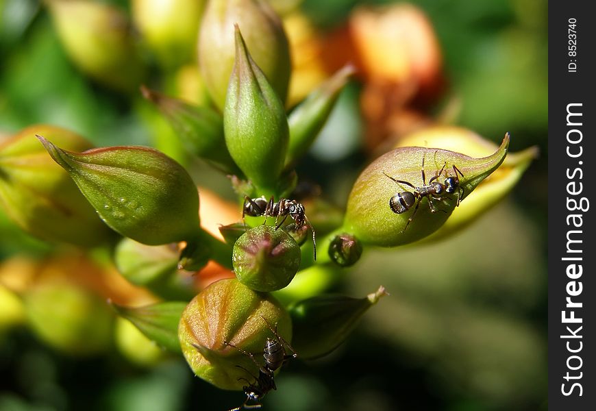 This is an ant on the plant.