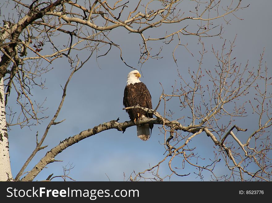 A bald eagle perched on a birch tree branch near Orr, MN on a sunny, autumn day.