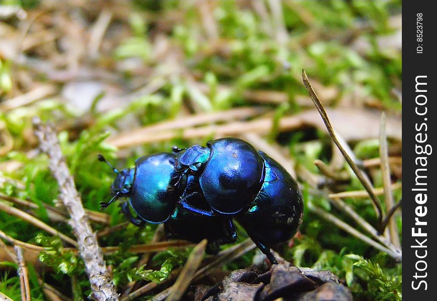 This is the beetle somewhere in grass.