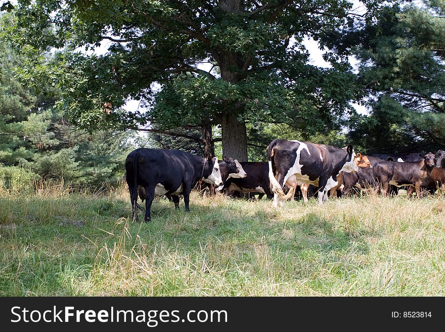 Cattle in a field in Virginia, USA. Cattle in a field in Virginia, USA.