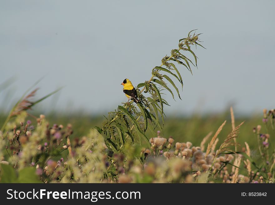 Male American Goldfinch Among Thistle