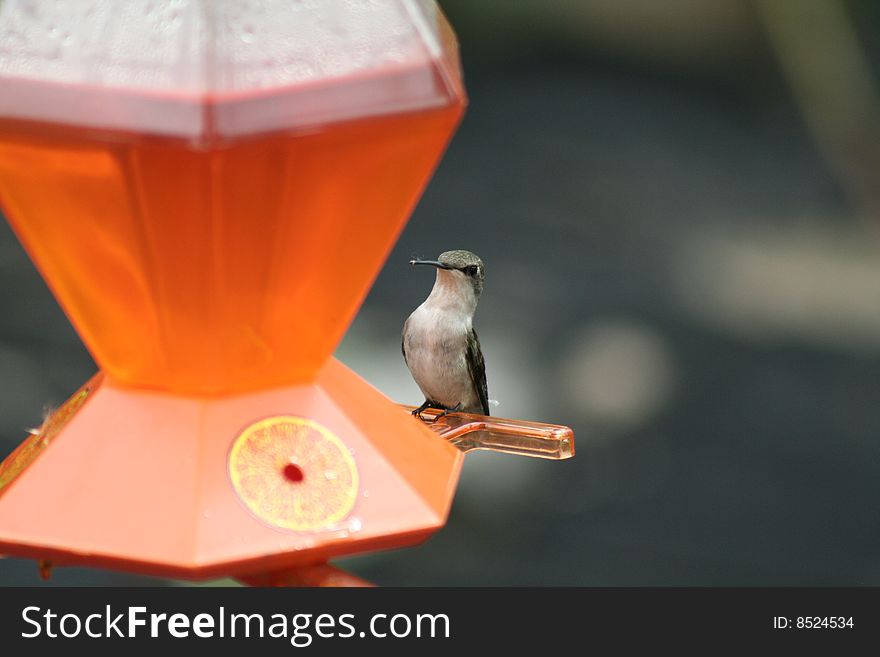 A female ruby-throated hummingbird perched on an orange feeder preparing to take a drink in Northome, MN.