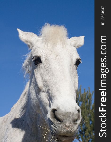 White horse head against blue sky