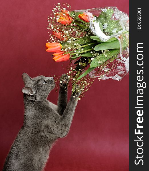 Cat and a bouquet of flowers