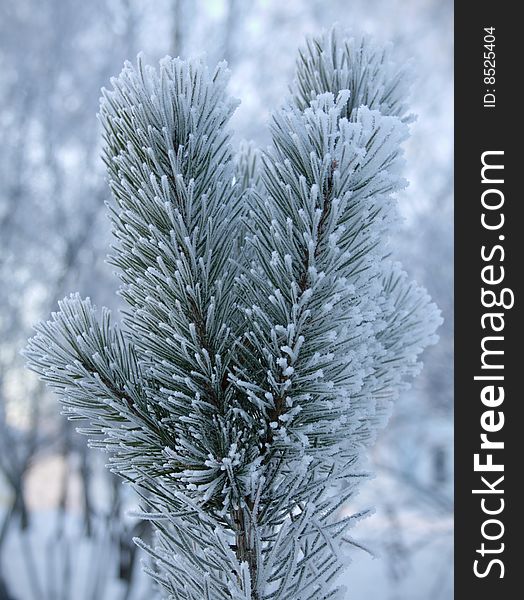 Vertical closeup of oa fir branch in winter