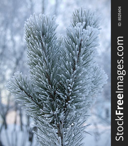 Fir Branch