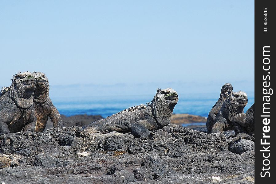 Sunning marine iguanas galapagos island