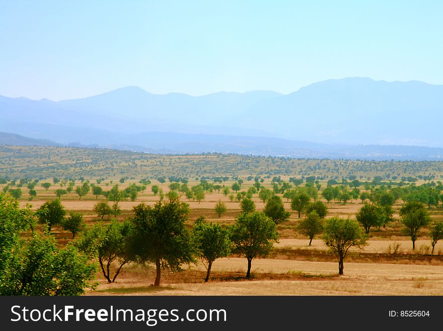 Young forest of Turkey and mountains